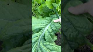 Veggie harvest #gardening #greatpnw #garden #ihavethisthingwithplants #seattle #mustardleaves