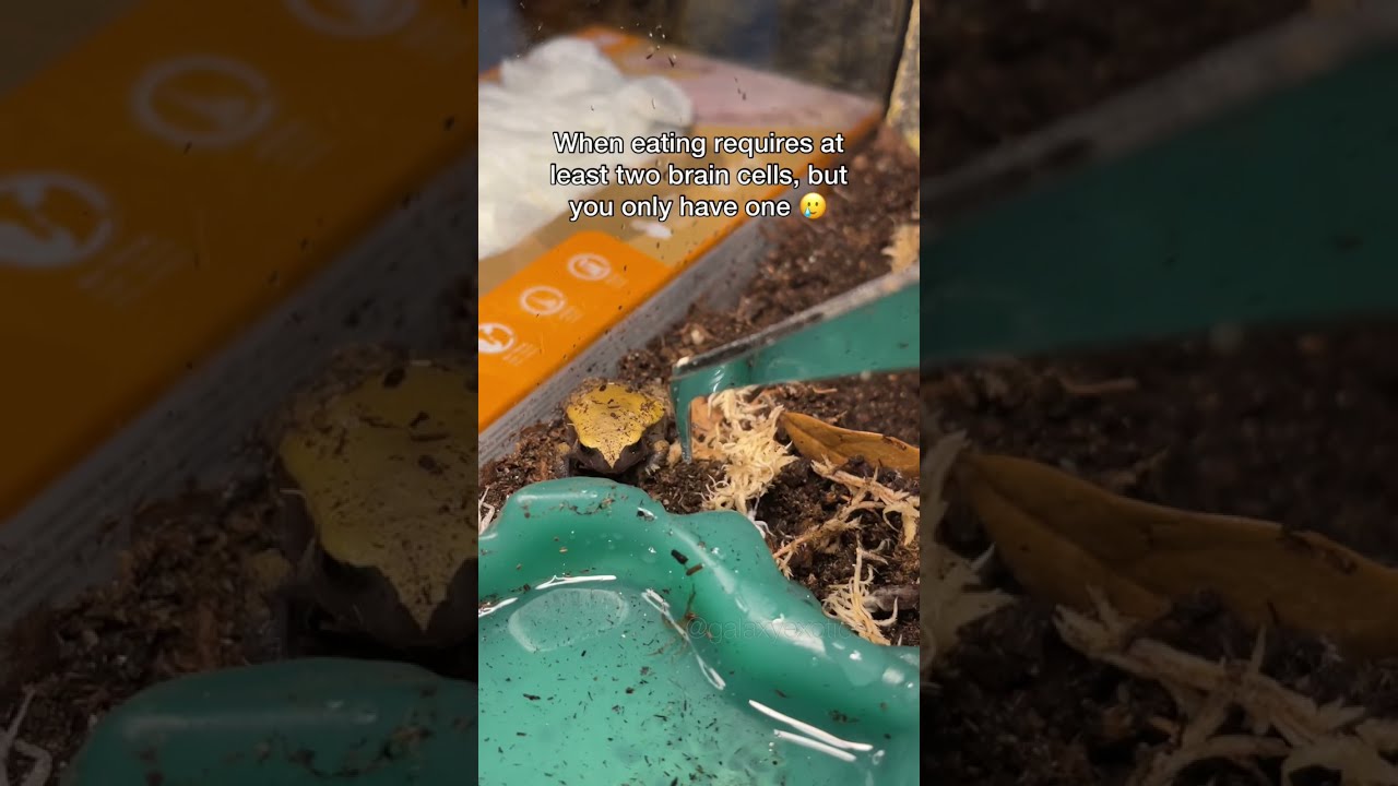 TOMATO FROG NO BRAINCELL