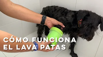 ¿Puedo poner desinfectante de manos en las patas de mi perro?