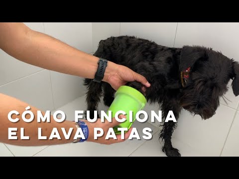 Vídeo: Como se livrar de pulgas em cães de graça