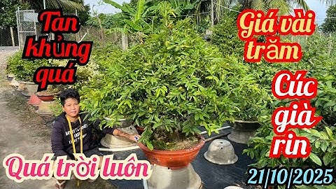 21/10/2025☎️0784263699 Tuyền 👉mai ghép cúc thọ hương nhiều giống tàn khủng giá có vài trăm giảm giá 