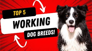 The Top 5 Working Dog Breeds
