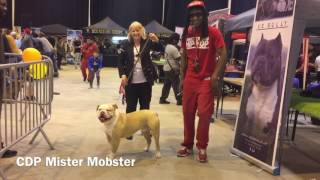 ABR show fling bling Paris with American bulldog by CanineDogProject 1,977 views 6 years ago 1 minute, 29 seconds