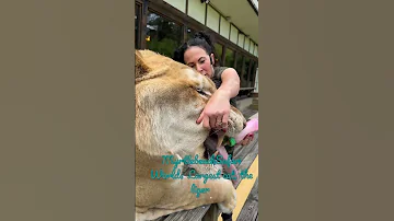 Odin The Liger The Worlds Largest Cat At MyrtleBeachSafari 