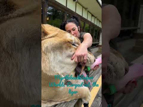Odin The Liger The Worlds Largest Cat At MyrtleBeachSafari