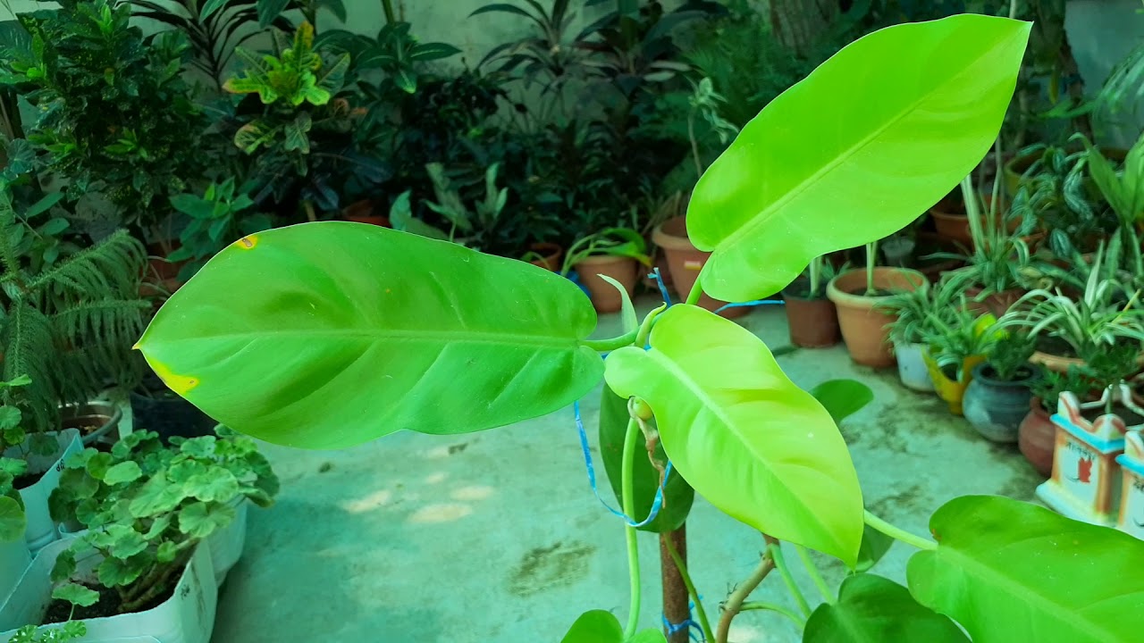 How to Care Golden pothos /Golden Money Plant......||RUPA GREEN GARDEN