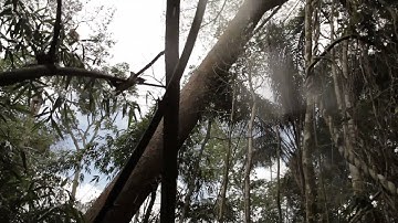 Unregulated Logging in the Amazon Rainforest