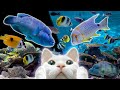 Fish videos for cats 11Hours★고양이가 좋아하는 물고기 영상 11시간★하프음악/고양이예능/고양이티비/아쿠아리움/물멍(Harp/Relaxing)(외출용ver.)