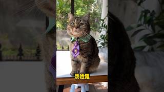 🐱: Meow~ I Am A Charming Civet Cat!😎🎉| Chef Cat Daily Life #Tiktok #Shorts