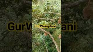  short fotografer fypviral bmiindonesia bmihongkong wong Tani