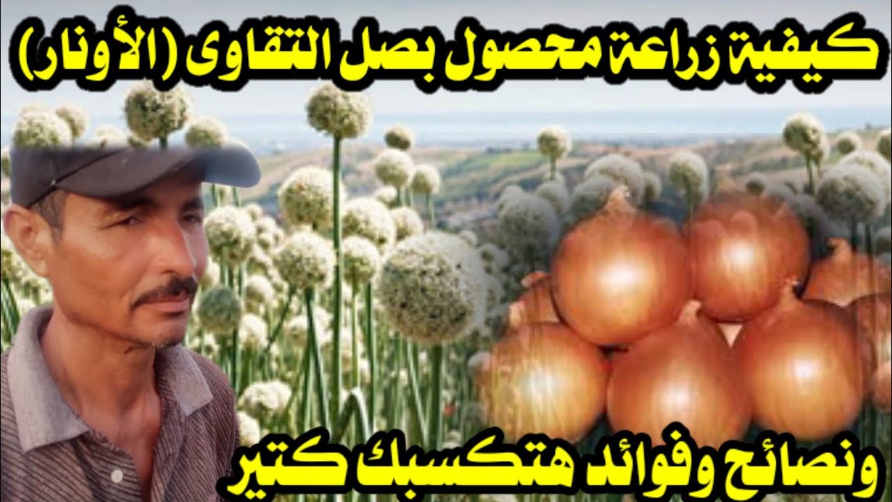 كيفية زراعة وتجهيز الأرض لمحصول بصل التقاوى(الأونار) ونصائح وفوائد هتكسبك كتير