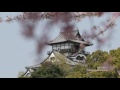 4K動画4K video　城　愛知県犬山市国宝犬山城と桜 No1