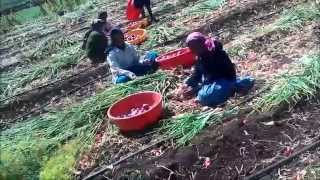 Onion Farming in Maharashtra | Onion Farming in India | Onion Cultivation in India