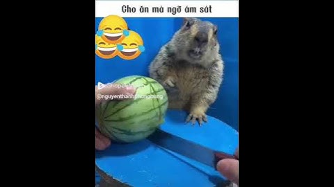 capybara được chủ cho ăn dưa hấu, giật mình sợ