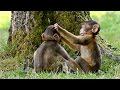 Funny Monkey babies - Playing like Little imps!