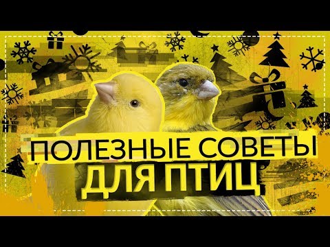 Вопрос: Как ухаживать за канарейкой?