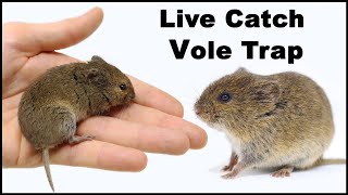 Live Trapping Voles. A Close Look At This Dangerous Animal. Mousetrap Monday.