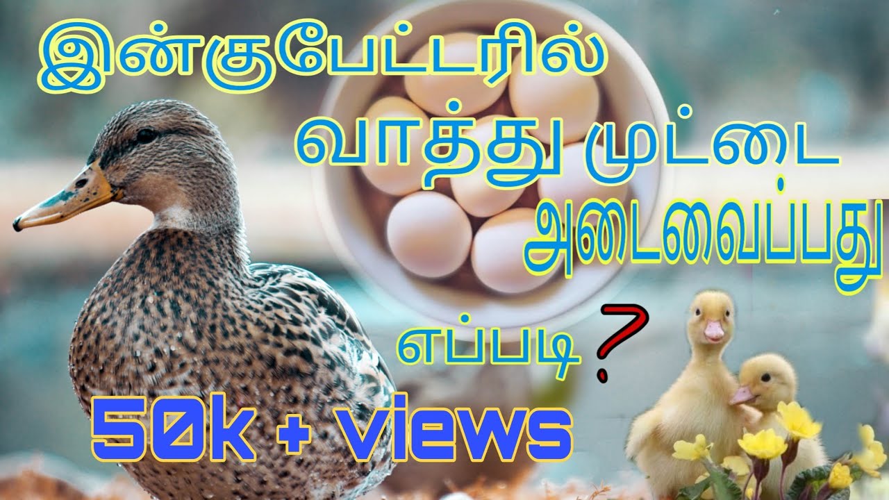 baby duck #incubater #egg hatching#home made incubator #easy egg incubator #palsuvai tamil#