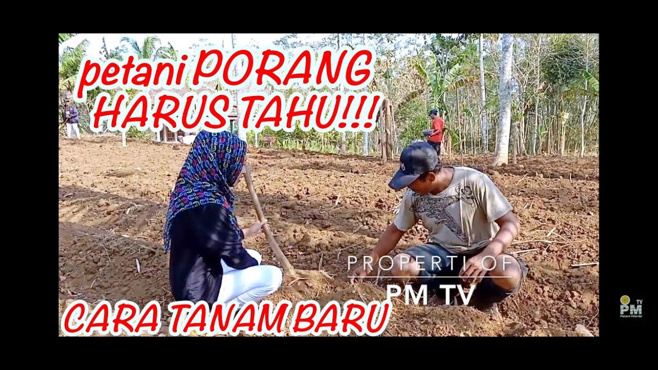 cara menanam PORANG 2019 (petani milenial tv) 