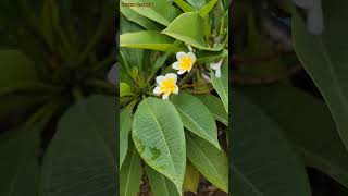 Plumeria Flower|Nice Flower Plant|Good Flower|Beautiful flower|Growing plumeria.#viral #flowers