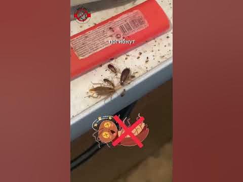 Такого вы не знали! гель от тараканов со 100% поеданием Окси на ...