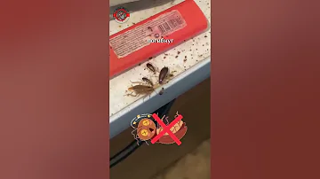 Такого вы еще не знали!! ТАРАКАНЫ УЧАТСЯ НА СВОИХ ОШИБКАХ🧐