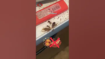 Такого вы еще не знали!! ТАРАКАНЫ УЧАТСЯ НА СВОИХ ОШИБКАХ🧐