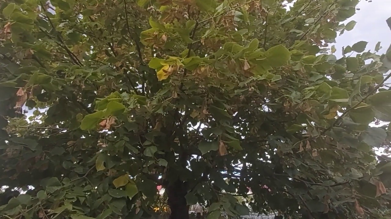 Copaci pe care sa nu-i plantezi langa casa