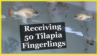 Aquaponics Grade Blue Tilapia from Lakeway Tilapia