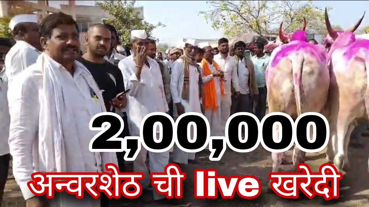 अन्वरशेठ व्यापारी चाळीसगाव यांचे बेल्हे बैलबाजारात live सौदे Belhe BailBajar #anvarsheth #live 