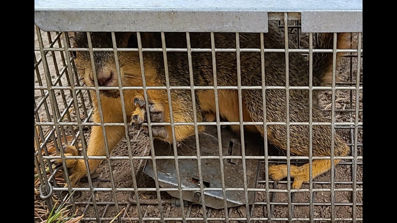 Barking Squirrel Mad YouTube