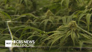 Battle brewing over where cannabis dispensaries can open in Anne Arundel County