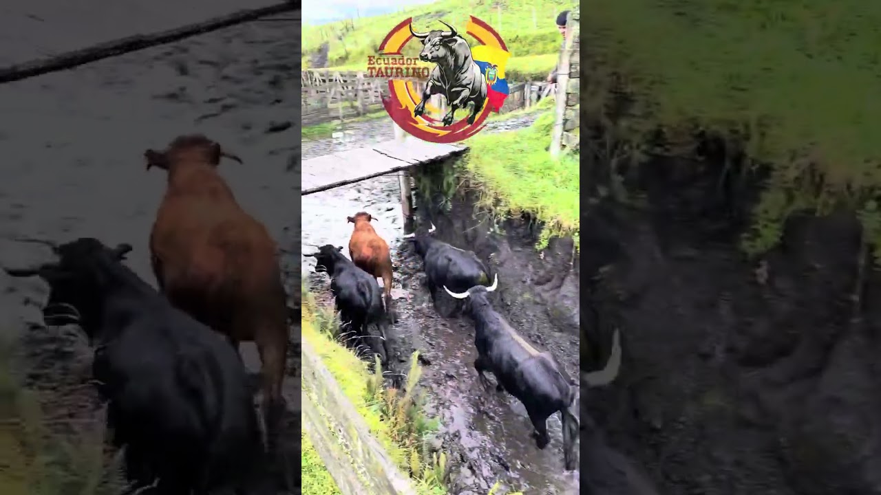 Embarque de toros bravos de la Ganaderia San Juan de Mocha - Festival Taurino de San Pablo 2025 🐂🎉🇪🇨