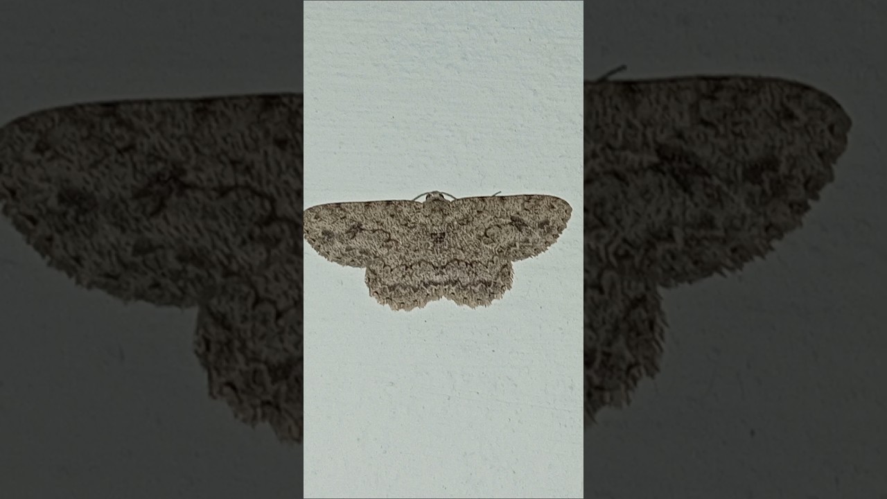 Small Engrailed  night time  