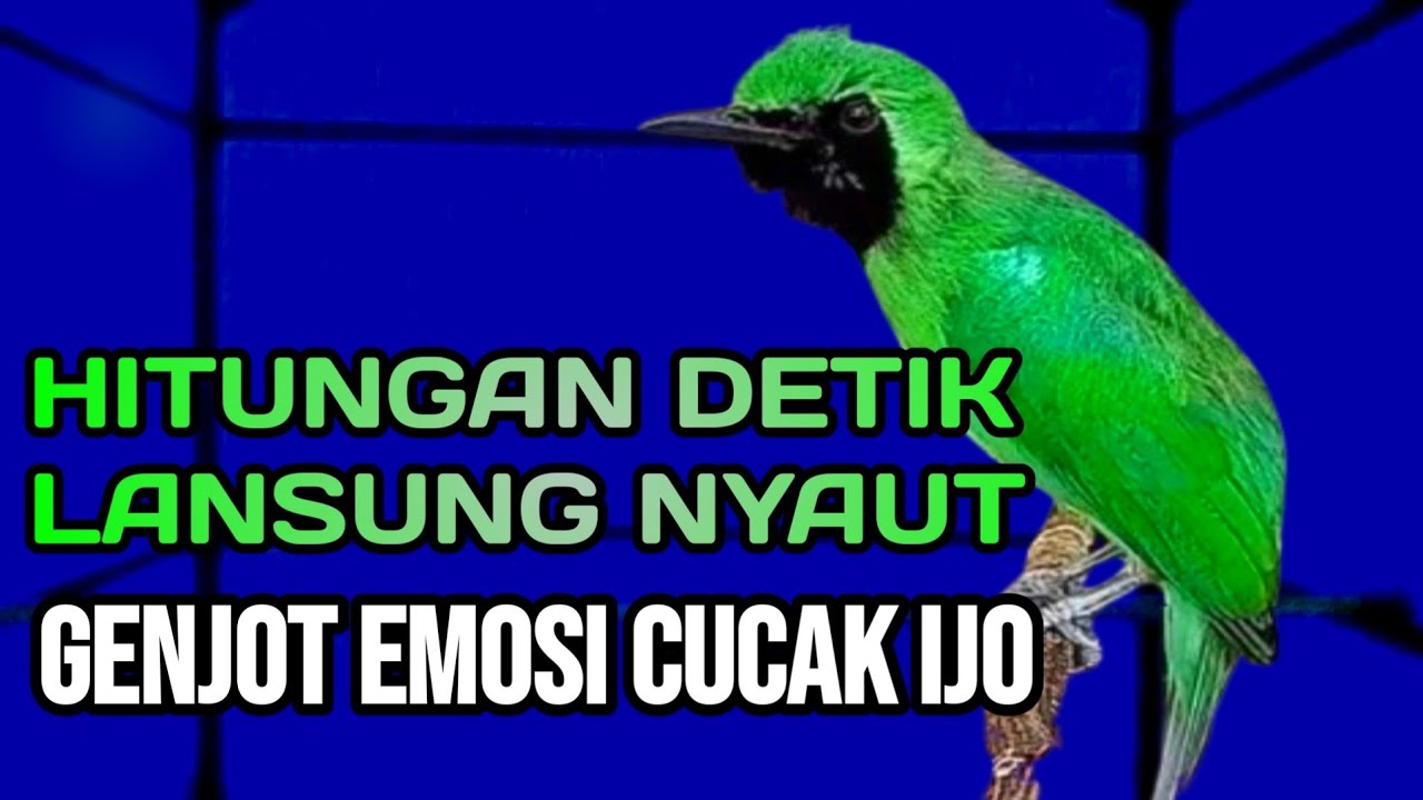 AWAS EMOSI !! PANCINGAN CUCAK IJO GACOR FULL ISIAN KASAR DONGKRAK IJO LAWAN AGAR CEPAT JAMTROK
