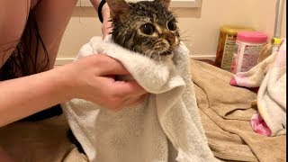 妹の入浴中に突撃しに来てしまった猫ｗ 後編