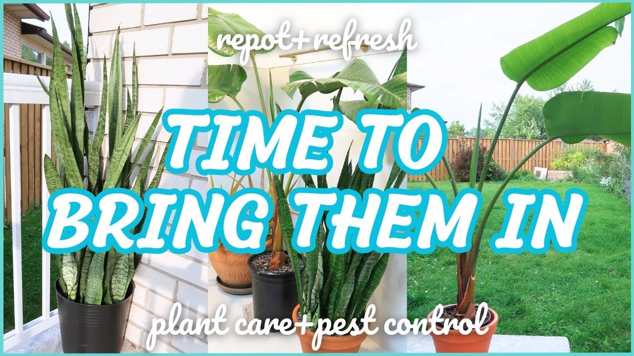 Bring My Plants Indoors for the Winter Plant Care, Pest Control, and