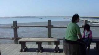 台西五條港漁港假日休閒好去處 Youtube