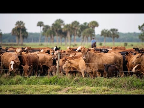 Video: Perbedaan Antara Farm Dan Ranch