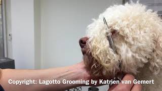 Grooming the hair around Lagotto eyes