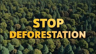 You Can Help Stop Deforestation With These Small Actions - Especially Number #5