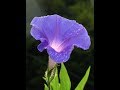 What are the Merits and Demerits of Bentham and Hooker’s classification of plants | Botany (Tamil)