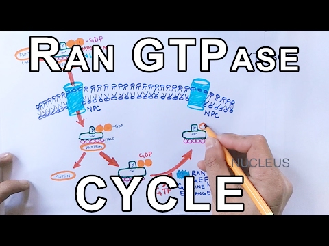 Video: Der Karyopherin-α2-abhängige Import Von E2F1 Und TFDP1 Erhält Die Protumorigene Stathmin-Expression Bei Leberkrebs Aufrecht