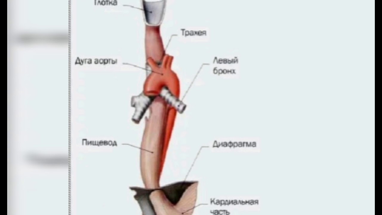 Уровни сужения пищевода. Анатомические сужения пищевода. Физиологические сужения пищевода анатомия. Пищевод человека анатомические сужения.