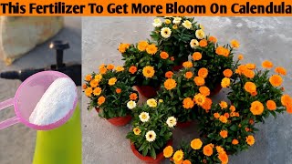 This Fertilizer To Get More Bloom On Calendula Plant | How To Get more Flowers On Calendula Plant