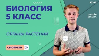 Органы растений. Видеоурок 15. Биология 5 класс