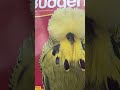 Kuwait budgerigar club 2022 show invitationswelcome to one of the best budgies shows budgerigar