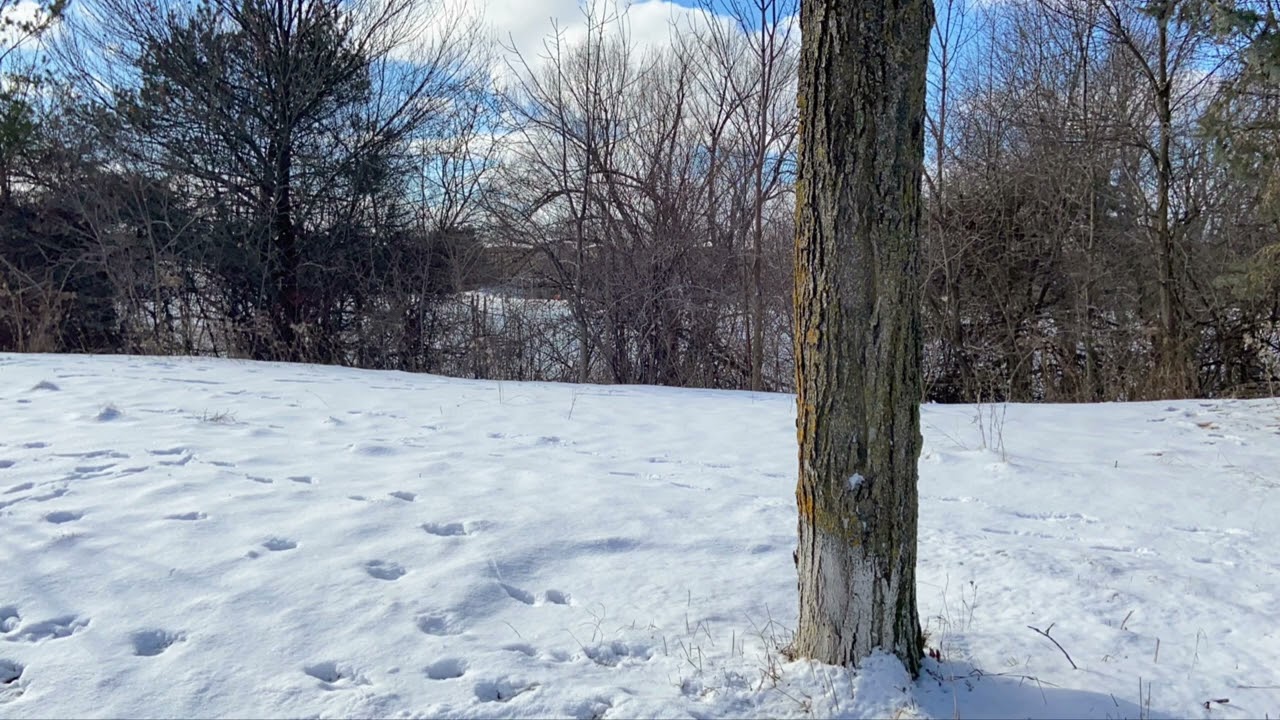 Xylophone Music Free Background Music No Copyright YouTube