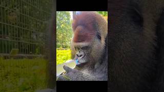 The Surprisingly Gentle Eating Habits of Gorillas 🦍