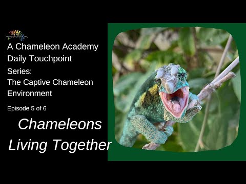 Video: Kiek gyvena chameleonai?